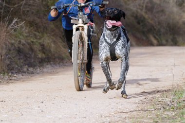 Köpekler ve onun musher 'ı, bir kazıcı dağ mobiletiyle popüler bir kanikrosta yer alıyorlar.