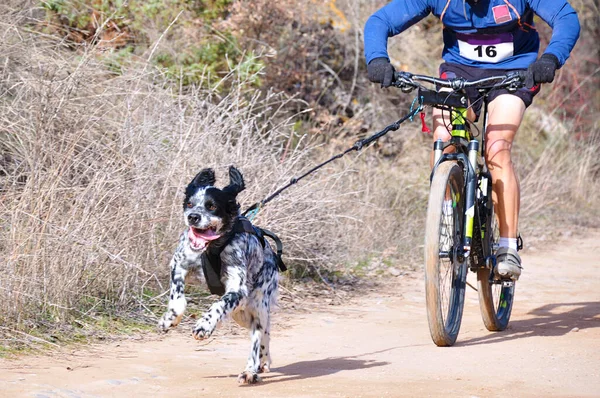 Bisikletli popüler bir kanikrosta yer alan bir köpek ve onun musher (bisiklet))
