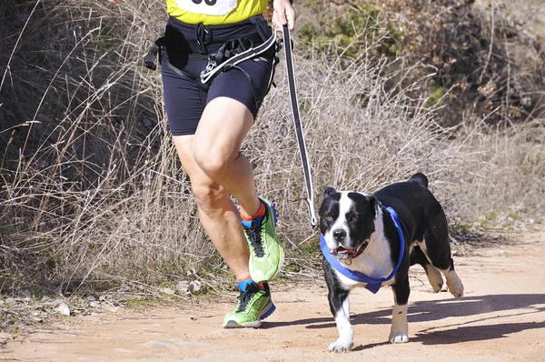 Hund Und Mensch Beim Beliebten Canicross Rennen — Stockfoto