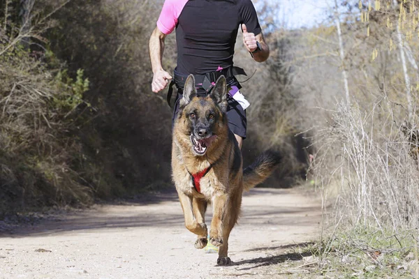 Köpek ve insan popüler bir kanikros yarışına katılıyor.