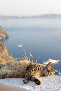Fira şehrinde bir çıkıntıdaki kedi, yanardağ, yanardağ ve yolcu gemileri manzaralı, Santorini, Yunanistan
