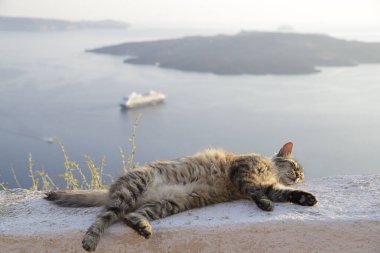 Fira şehrinde bir çıkıntıdaki kedi, yanardağ, yanardağ ve yolcu gemileri manzaralı, Santorini, Yunanistan