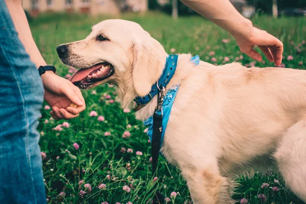 Tatlı Golden Retriever ve bir insan