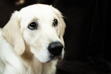 Suçlu bakışlı golden retriever