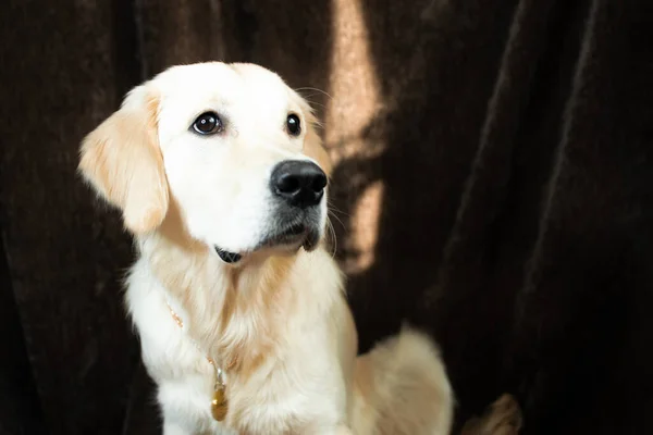 Golden Retriever Esperando Algunos Dulces — Foto de Stock