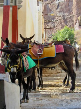                               Yunan Adalarında Eşek