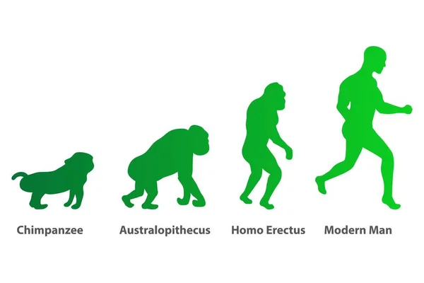 Silhuetas Evolução Humana Sobre Fundo Branco Ilustração Vetorial — Vetor de Stock