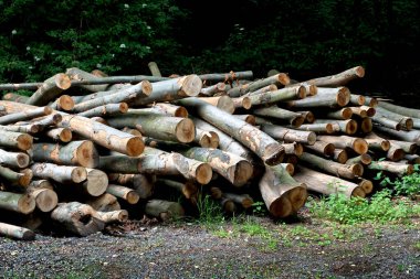 Testere ağaçları, kayın ağaçları, Küçük Karpatlar, Zelezna studnicka, Bratislava, Slovakya.