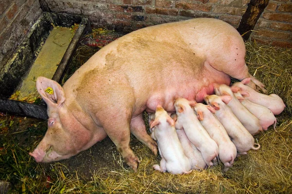 Feeding little pigs, domestic pig.