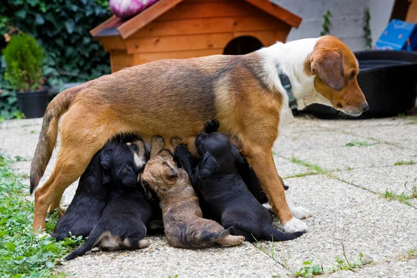 Bitch Feeds Her Cubs Dog Dogs Cubs Slovensko — стоковое фото