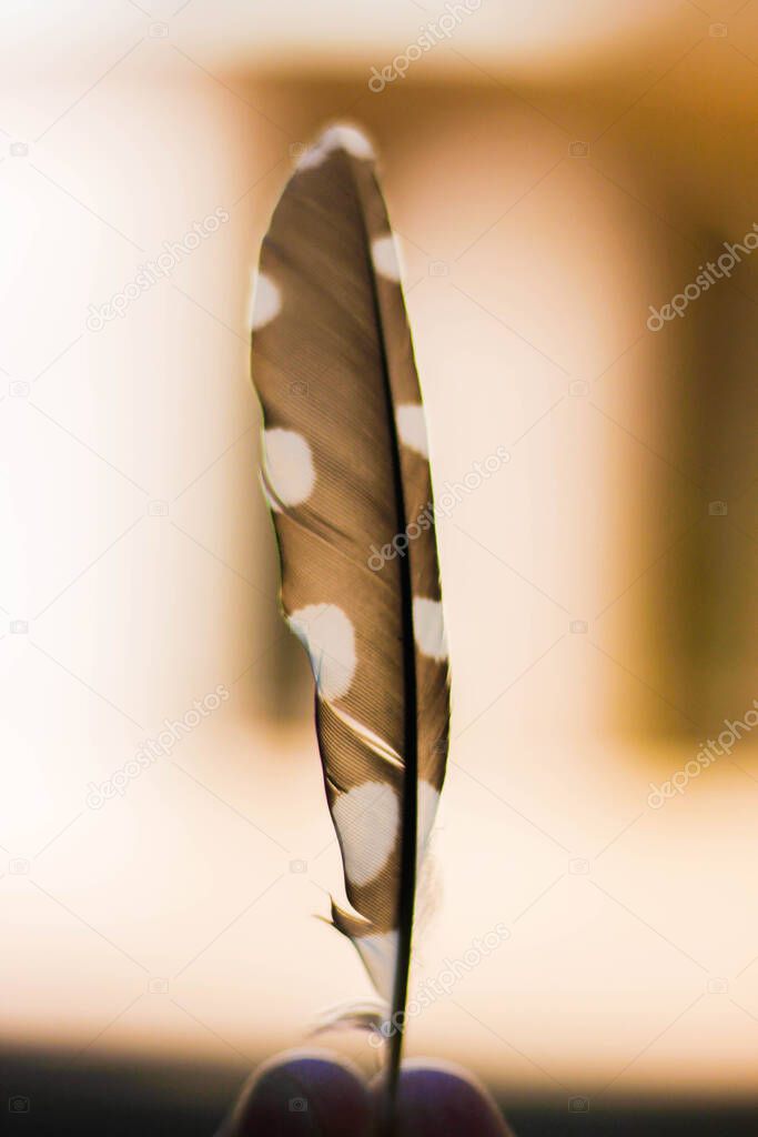 Beautiful feather of a crow.Black and white feather.