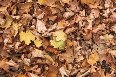 Düşen yapraklar kuru. Sonbahar doku