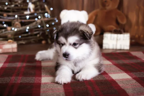 Słodkie Szczeniak Husky Nowy Rok Dekoracji Nowy Rok Tło — Zdjęcie stockowe