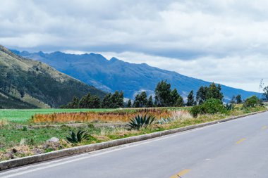 Ekvator 'daki güzel kırsal alanlarda, arka bahçesinde bir dağ olan bazı sarı bitkiler var.