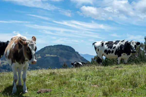 背景に木々が茂る緑の美しい山の牛と素晴らしい青空 — ストック写真