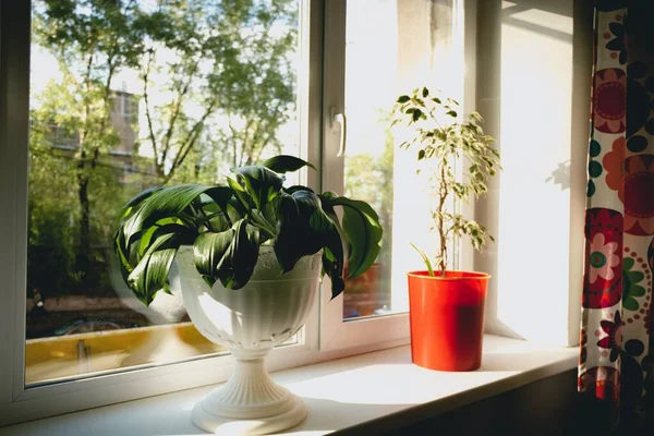Terrace window with mini plant vase , sun light