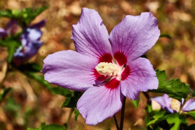 Bahçede Hibiscus çiçeği