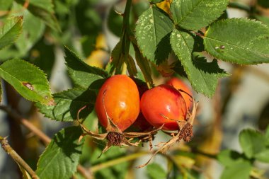 Ağaçta gül ağacı meyveleri