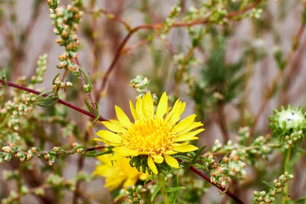 Grindelia Flor Prado — Fotografia de Stock