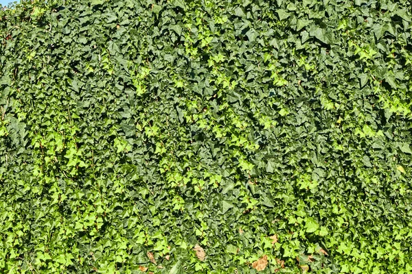 green moss on the wall