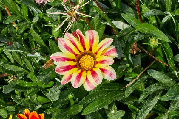 Flores Gazalia Con Hojas Verdes —  Fotos de Stock