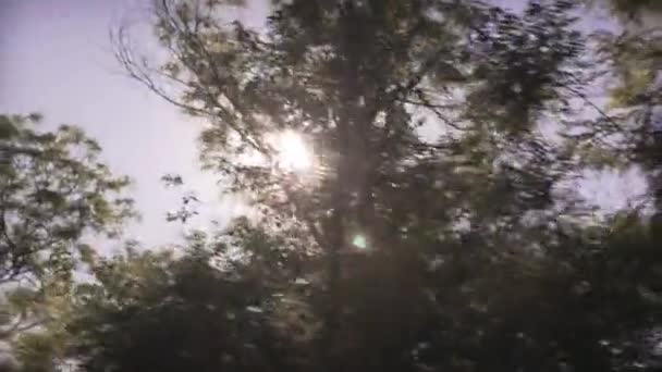 低い角度で撮影された夏の晴れた日に美しい緑の公園の植物の木を通して輝く太陽の光 — ストック動画