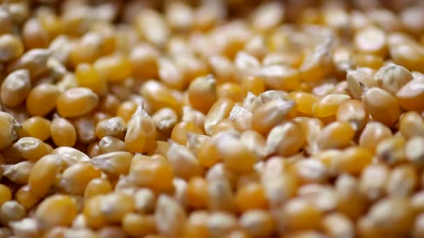 Zbliżenie Strzał Maleńki Mały Suchy Żółty Nasion Kukurydzy Pomarańczowy Spada — Wideo stockowe