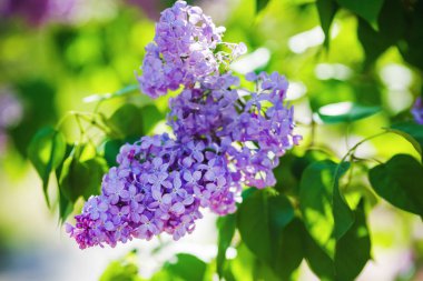 Mor eflatun çiçekler. Bahar çiçeği. Seçici odak