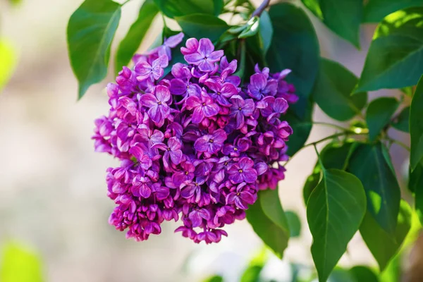 Lila çiçek çiçekler bahar dalı. Seçici odak.