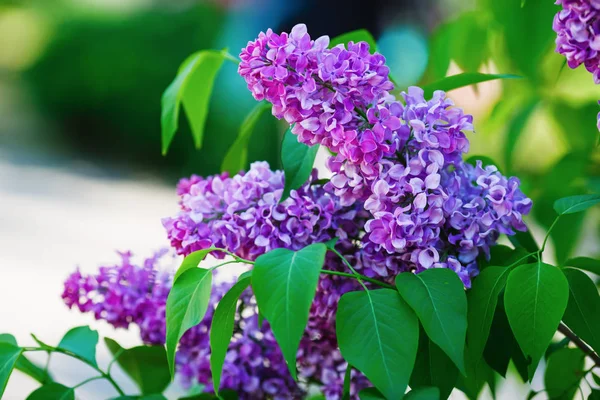 Branch Spring Lilac Flowers Green Leaves Selective Focus — Stock Photo, Image