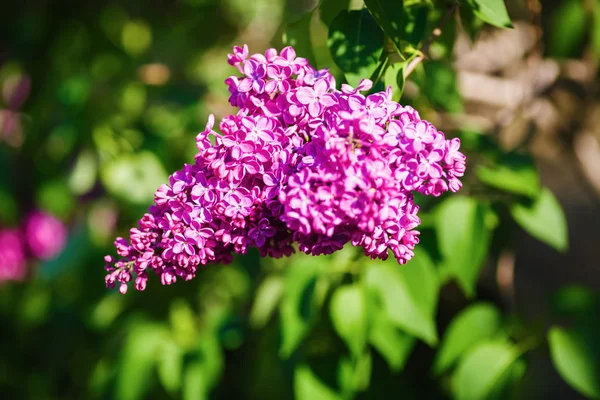 Purpurowe Kwiaty Bzu Ogrodzie Selektywny Fokus — Zdjęcie stockowe