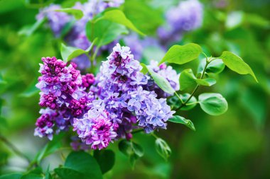 Mor eflatun çiçekler. Bahar çiçeği. Seçici odak