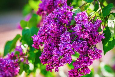 Bahçedeki Mor Lila şube. Seçici odak.