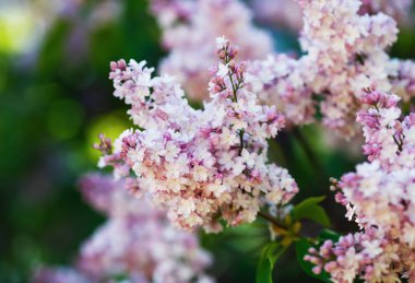 Pembe eflatun çiçekler. Bahar çiçeği. Seçici odak