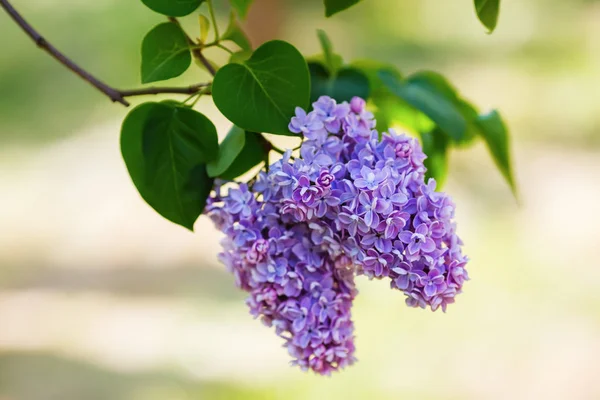 Purple Lilac Flowers Garden Spring Blossom Selective Focus — Stock Photo, Image