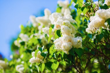 Bahçede çiçek açan beyaz leylak. Seçici odak.