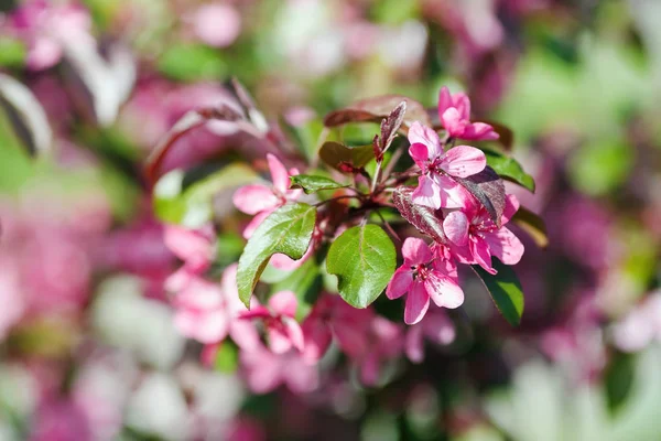 Blühender Ast Mit Rosa Blüten Frühjahrsblüte Selektiver Fokus — Stockfoto