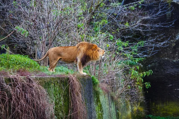 緑の雑木林の背景に対して単一のライオンのうなり声 — ストック写真