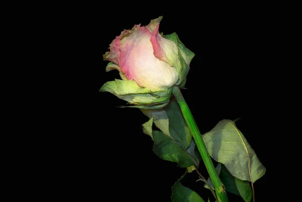 Suszonych Róż Kwiat Róży Zielonych Liści Czarnym Tle — Zdjęcie stockowe