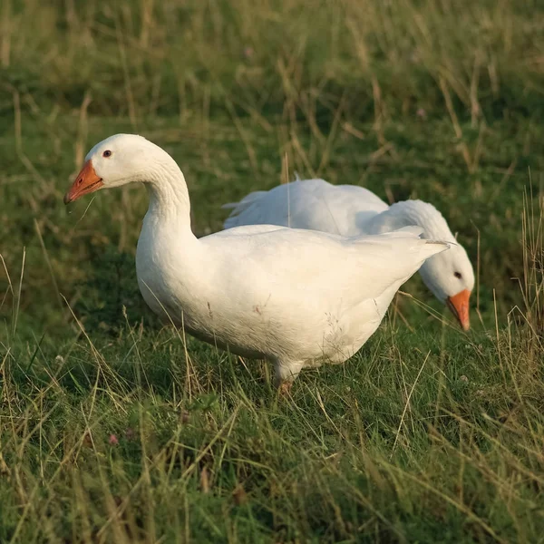 Dos Gansos Blancos Gansos Hierba Pájaros Domésticos Enfoque Selectivo — Foto de Stock