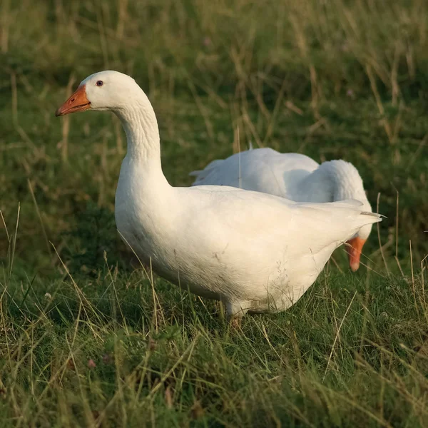 Gansos Hierba Ganso Doméstico Blanco Dos Pájaros Enfoque Selectivo — Foto de Stock