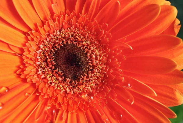 Orange gerbera flower — Stock Photo, Image