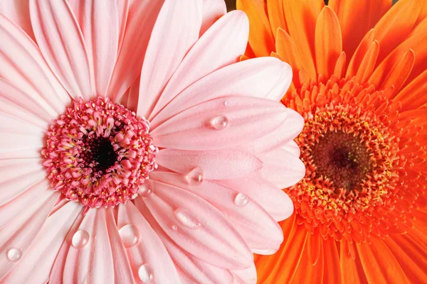 Bright gerbera flowers — Stock Photo, Image