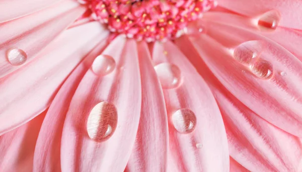 Petals, water drops — Stock Photo, Image