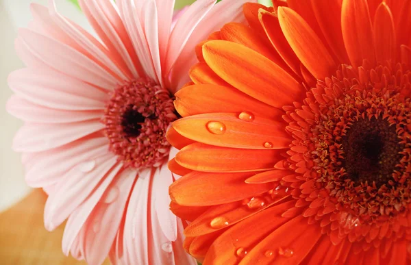 Orange and pink gerbera — Stock Photo, Image