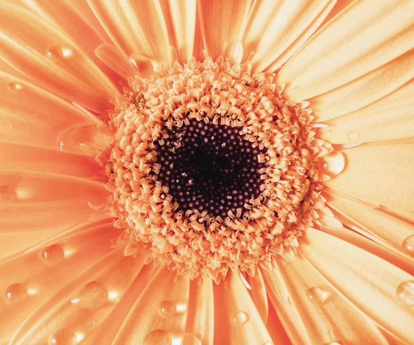 Orange gerbera flower — Stock Photo, Image