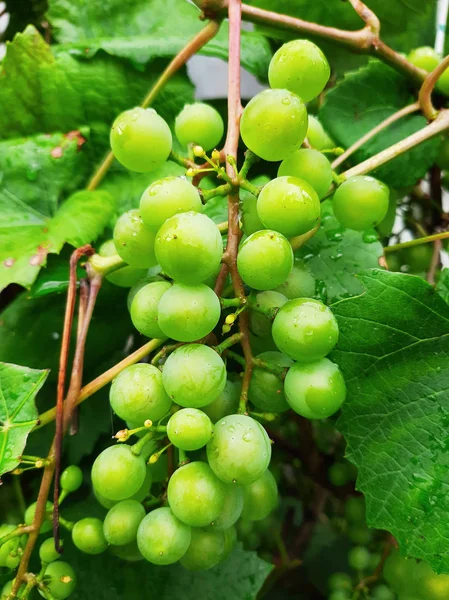 Uvas verdes sin madurar — Foto de Stock