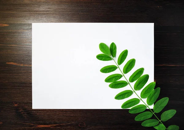 Letterhead, rama de acacia — Foto de Stock