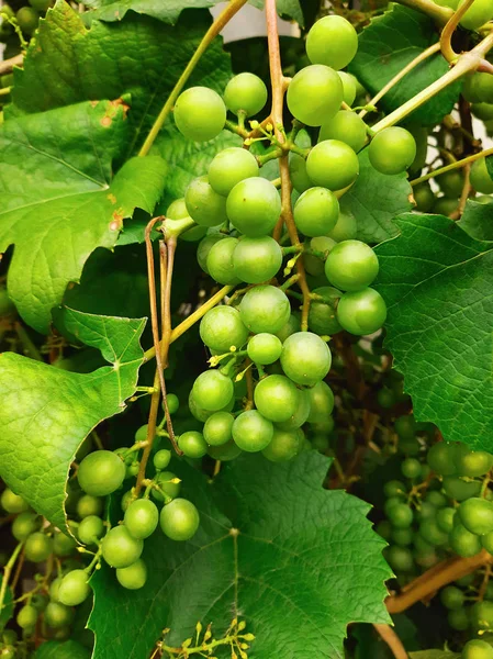 Ramo das uvas verdes — Fotografia de Stock