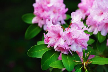 Pembe Rhododendron çiçekleri
